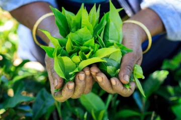 තේ කිලෝවක මිල ඉහළ ගියත් අපනයන ප්‍රමාණය බැහැලා - සංඛ්‍යාලේඛන එළියට