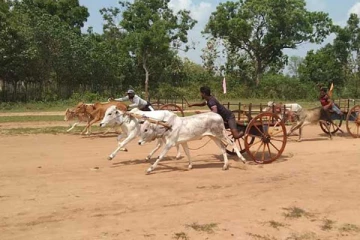 முல்லைத்தீவில் மாட்டுவண்டி சவாரிப்போட்டி