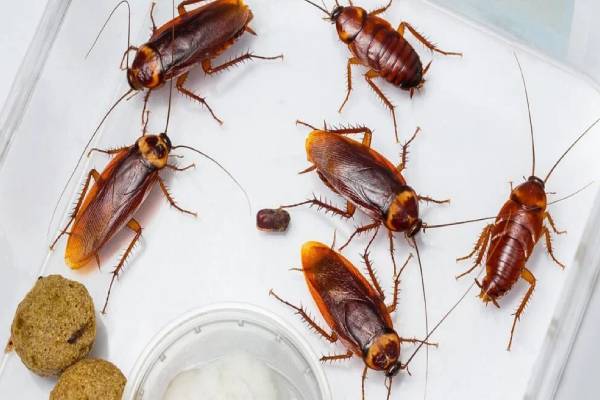 அதிக விலைக்கு விற்பனையாகும் கரப்பான் பூச்சி பால் அதிக விலைக்கு விற்பனையாகும் கரப்பான் பூச்சி பால்