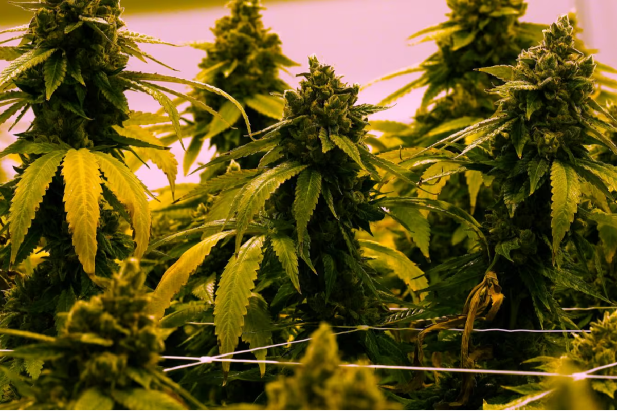 கனடாவில் சட்டவிரோத கஞ்சா தோட்டம் கண்டுபிடிப்பு | More Than 4000 Plants Seized From Marijuana கனடாவில் சட்டவிரோத கஞ்சா தோட்டம் கண்டுபிடிப்பு | More Than 4000 Plants Seized From Marijuana