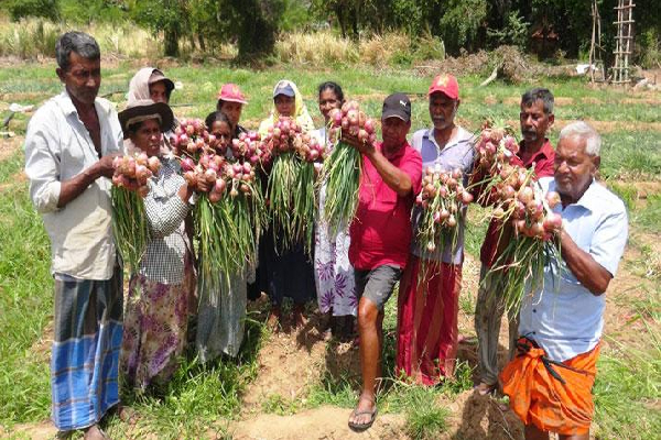 வெங்காய விவசாயிகள் அரசிடம் விடுத்துள்ள கோரிக்கை | Harvesting Of Big Onions Asking Rs 250 Per Kilo