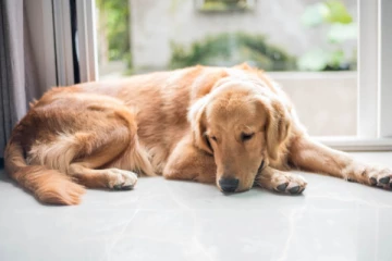 படுத்திருக்கும் நாயை தாண்டவே கூடாது; அது  ஏன்   தெரியுமா?