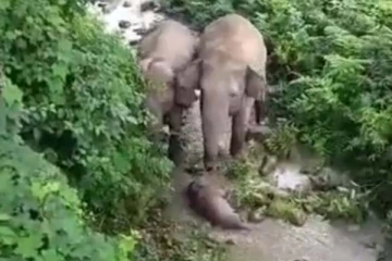 உயிரிழந்த குட்டியை எழுப்ப நடந்த போராட்டம்! கதறியழுத தாய் யானை