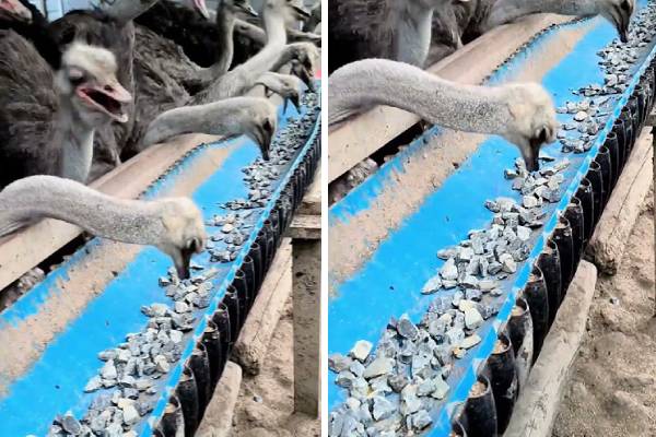 கற்களை சாப்பிடும் தீக்கோழிகள் ! எதுக்காக தெரியுமா? | Why Do Ostriches Eat Stones