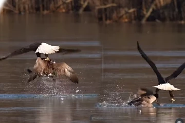 Viral Video: தண்ணீருக்குள் இருந்த வாத்து... எமனாக வந்த கழுகின் ருத்ரதாண்டவம்