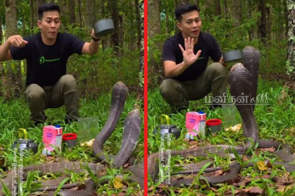 ராட்சத ராஜ நாகங்களுக்கு மத்தியில் நபரொருவர் செய்த வேலை! படுவைரலாகும் காணொளி | Two Big King Cobras Try To Byte A Man Viral Video