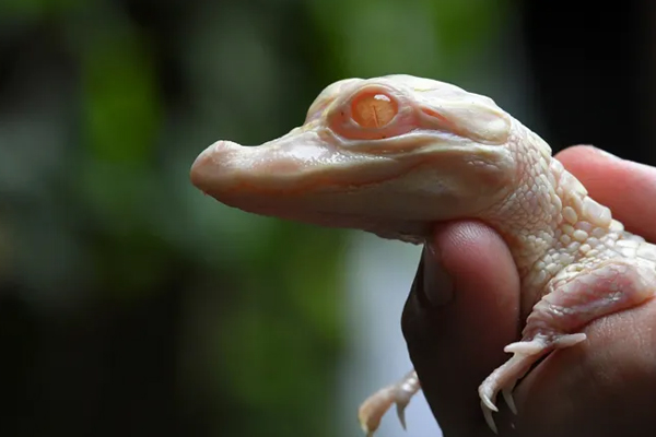 அமெரிக்காவில் பிறந்துள்ள அரிய வகை முதலையினம் | A Rare Type Of Crocodile Born In America