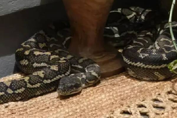 நள்ளிரவில் நேர்ந்த அதிர்ச்சி ; அழையா விருந்தாளியாய் பெண்ணின் மார்பில் படுத்திருந்த மலைபாம்பு | Shock Middle Night Snake Lying On Chest Unmoving நள்ளிரவில் நேர்ந்த அதிர்ச்சி ; அழையா விருந்தாளியாய் பெண்ணின் மார்பில் படுத்திருந்த மலைபாம்பு | Shock Middle Night Snake Lying On Chest Unmoving