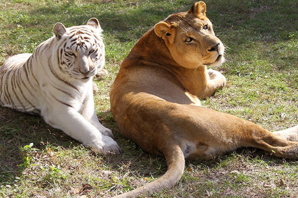 இலங்கையில் சிங்கம் புலிகளுக்கும் கூட  உணவில்லை | Even The Lion And Tiger In Sri Lanka Have No Food