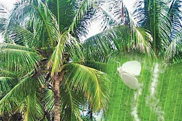 தென்னைகளை தாக்கும் வெள்ளை ஈ தொடர்பாண விழிப்பணர்வு