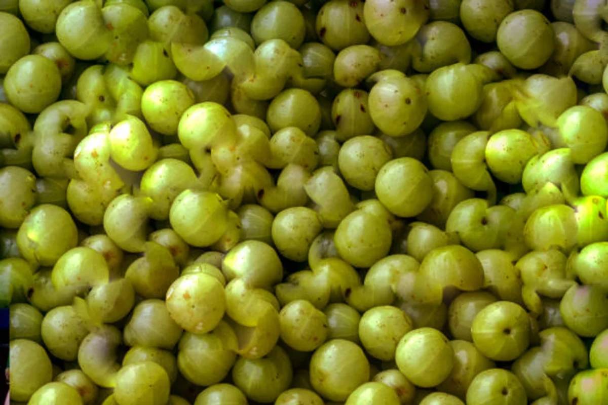 தினமும் வேகவைத்த நெல்லிக்காயைச் சாப்பிட்டால் என்ன நன்மை? | Benefits Of Eating Boiled Gooseberries Every Day