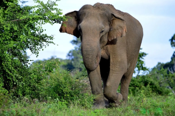 தமிழர் பகுதியொன்றில் ஐந்து பிள்ளைகளின் தாய்க்கு நேர்ந்த துயரம் | Tragedy Strikes Mother Of Five In Tamil Area