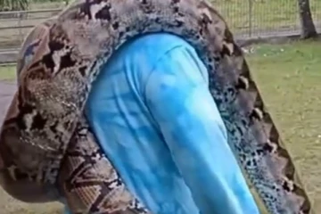 50 கிலோ எடையுள்ள ராட்சத மலைப் பாம்பை பாசமாக  தோளில் சுமந்து கொண்டு நடக்கும் நபர்! பரபரப்பை ஏற்படுத்திய காட்சி