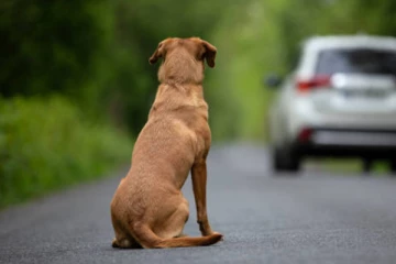 நாய் மீது மோதி நபர் ஒருவர் உயிரிழப்பு