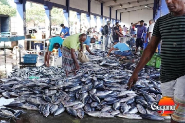 මාළු මිල ගණන් සීඝ්‍ර ලෙස ඉහළට