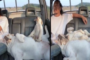 Viral Video: காரை கொஞ்சம் மெதுவாக ஓட்டுங்க.. மல்லாக்க படுத்து தூங்கிய நாய்கள்