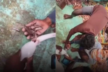 வலையில் சிக்கி இறந்த மீன்.. குட்டிகளை மீண்டும் கடலிலேயே விட்டு நெகிழ வைத்த மீனவர்கள்!