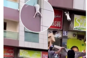 கர்ப்பிணி பூனையை காப்பாற்றியவருக்கு அடித்தது ஜாக்பாட்- எத்தனை லட்சம் தெரியுமா?