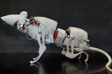 களமிறக்கப்படும் ரோபோ எலிகள்: காரணம் இதுதான்