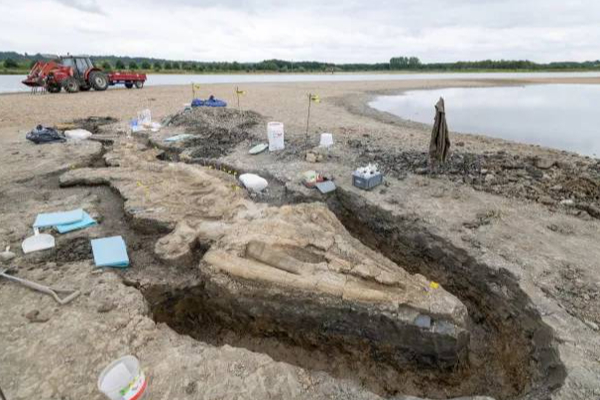 பிரித்தானியாவில் கண்டுபிடிக்கப்பட்ட மிகப்பெரிய ராட்சத கடல் டிராகன்! | Uk Sea Dragon Lchthyosaur Rutland Water Skeleton பிரித்தானியாவில் கண்டுபிடிக்கப்பட்ட மிகப்பெரிய ராட்சத கடல் டிராகன்! | Uk Sea Dragon Lchthyosaur Rutland Water Skeleton