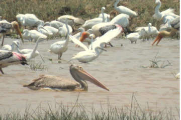 கிழக்கு மாகாணத்தில் வெளிநாட்டுப் பறவை இனங்கள் சஞ்சரிப்பு (Photos)