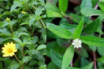 இந்த ஒரு எளிய பொருள் இத்தனை நோய்களை தீர்க்குமா! கல்லீரல் பலமாவதுடன், தலைமுடியும் கொட்டாது