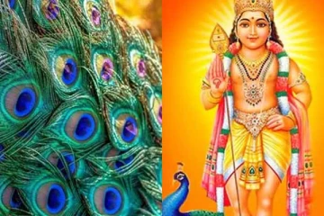 மயில் இறகை எங்கு வைத்தால் தோஷம் விலகும்