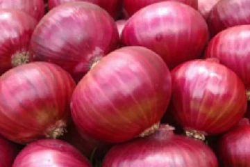 வெங்காய விளைச்சலுக்கு ரூ.66,000 செலவிட்ட விவசாயி.., ஆனால் கிடைத்ததோ வெறும் ரூ.664 மட்டுமே