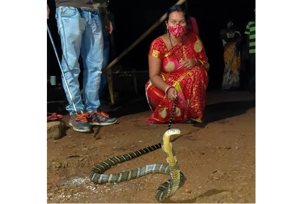 படமெடுத்து ஆடிய 8 அடி நீளமான ராஜநாகம்... துளியும் பயமின்றி வாலைப் பிடித்து இழுந்து லாவகமாக துக்கிய பெண்! தீயாய் பரவும் புகைப்படம் | 8 Foot Long Rajanagam Filmed And Played