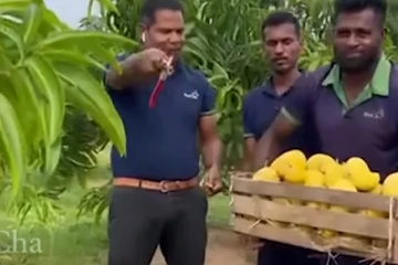 Reecha இல் கொத்துகொத்தாக காய்த்துத் தொங்கும் மாங்கனிகள்; ! நாவூறவைக்கும் காணொளி!