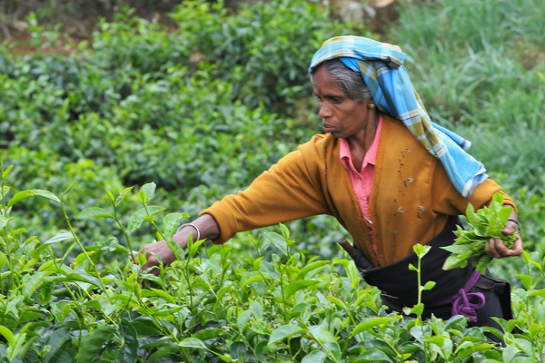ஐக்கிய நாடுகளின் பிரதிநிதியை சந்தித்த தமிழ் முற்போக்கு கூட்டணியின் பிரதிநிதிகள் | Representative To The United Nations In Sri Lanka