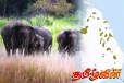 யானைகளின் எண்ணிக்கையில் குறிப்பிடத்தக்க அதிகரிப்பு