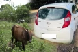 காரில் கடத்தி செல்லப்படும் மாடுகள்; பொலிஸார் தீவிர நடவடிக்கை