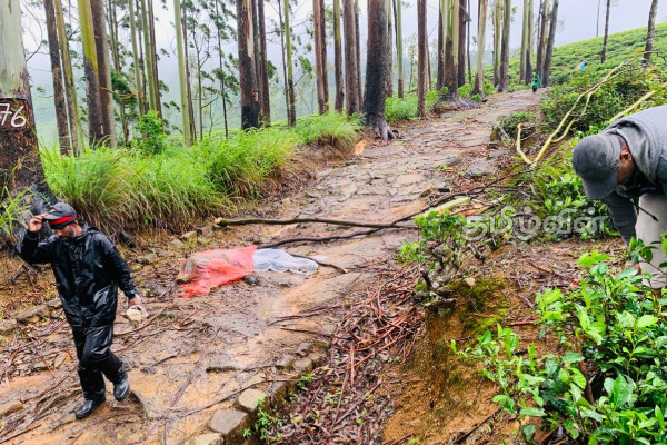 நுவரெலியாவில் குடும்பஸ்தர் ஒருவருக்கு நேர்ந்த துயரம்! | One Person Died On The Spot When A Tree Fell
