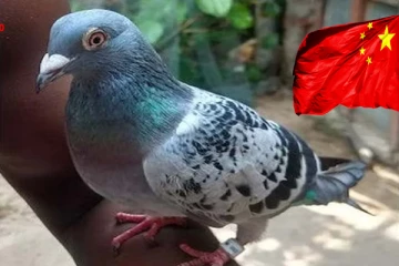 இந்தியா - இலங்கையை உளவு பார்க்க சீன புறா..!
