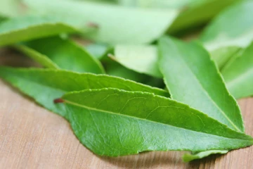 கறிவேப்பிலையை இப்படி சேர்த்து கொள்ளுங்க.. பல வகையில் நன்மைகளை வழங்குமாம் !