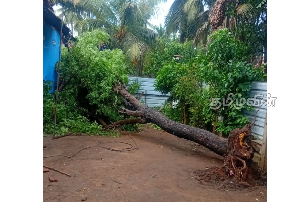 யாழில் நிலவும் சீரற்ற காலநிலையால் பலர் பாதிப்பு! | 12 People Affected By Heavy Rain In Jaffna