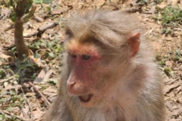 ஊட்டியில் நடிகையிடம் குரங்கு செய்த அட்டகாசம்! மருத்துவமனையில் நடிகை