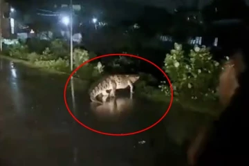 சென்னையில் சாலையை கடந்த பெரிய முதலை: விடிய விடிய கொட்டும் மழையால் மக்கள் அவதி