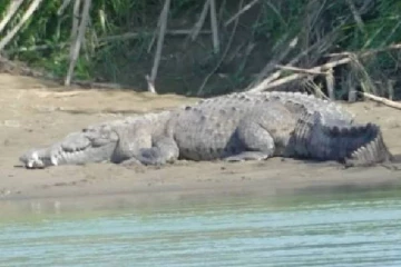 கதறிய பெற்றோர்... கண்ணிமைக்கும் நேரத்தில் சிறுவனுக்கு நடந்த கொடூரம்