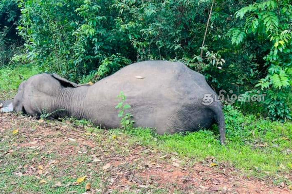 ஹொரவப்பொத்தனை வீதியில் இறந்த நிலையில் யானை மீட்பு (Phots) | Rescue Dead Elephant Vavunia Horavapottanai