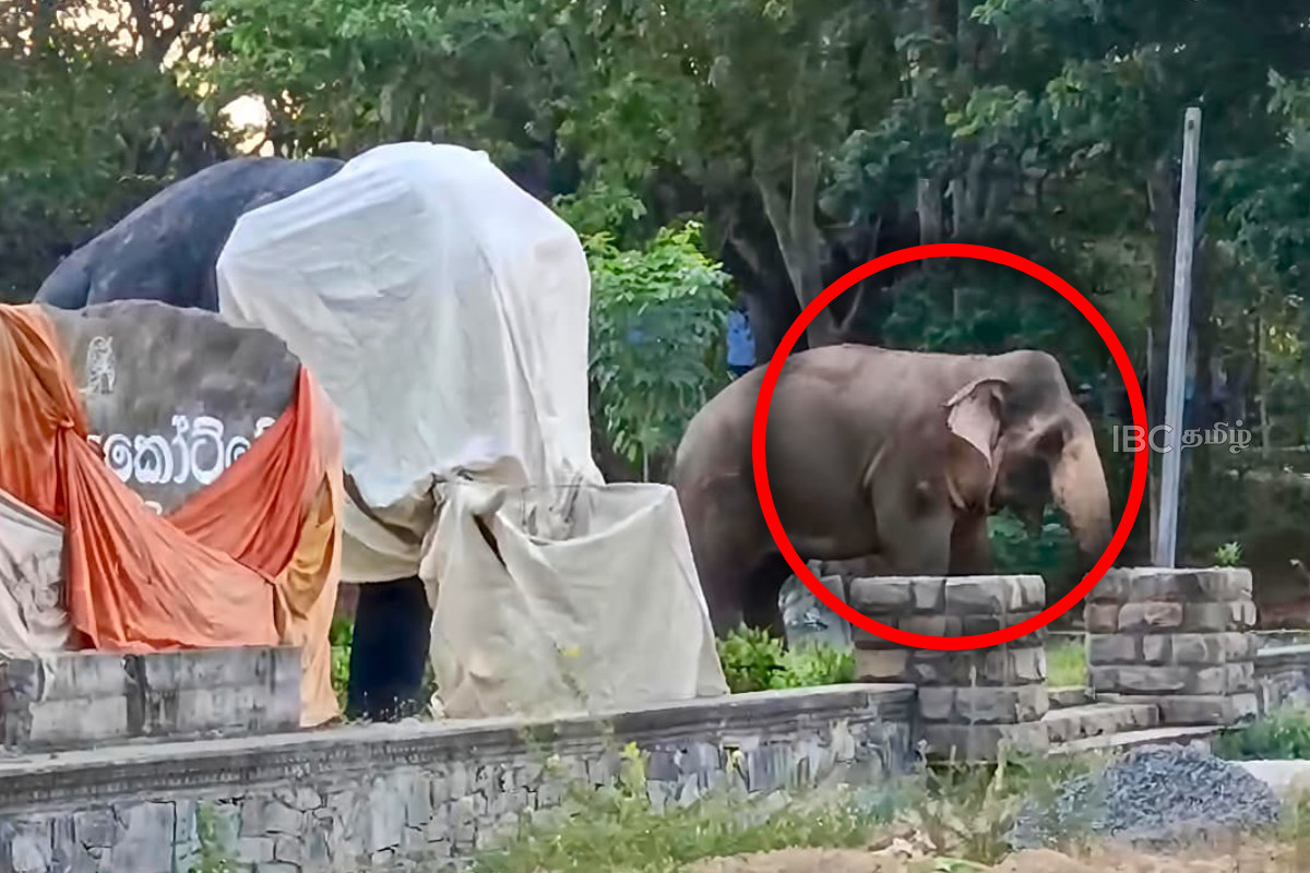 நெகிழ்ச்சிச் சம்பவம் : தாய் என நினைத்து சிலையை சுற்றித் திரிந்த சிறு காட்டு யானை | Baby Wild Elephant Wandered Around The Statue