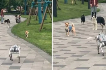 நடந்து வந்த எந்திர நாய்..பதறி செல்லபிராணிகள் கொடுத்த ரியாக்‌ஷன் - வைரல் வீடியோ!