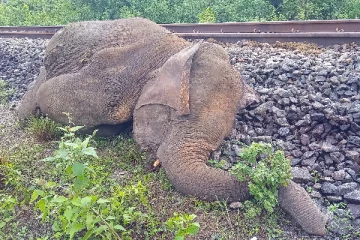 யாழ் நோக்கி பயணித்த தொடருந்துடன் மோதுண்டு யானை பலி!(படங்கள்)