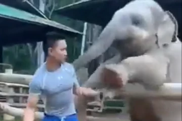 கதவை திறக்க சொல்லி பாகனுடன் சண்டை போடும் யானைகுட்டி... இறுதி வரை செய்யும் அட்டகாசம்!