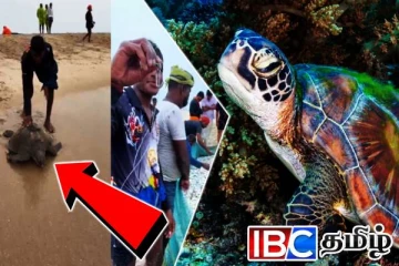 தனுஷ்கோடி வலையில் சிக்கிய அரிய வகை கடல் ஆமை