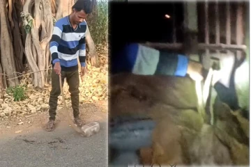 Viral Video: வீட்டில் படமெடுத்து நின்ற பாம்பை கொத்தாக தூக்கிய நபர்! வைரலாகும் காட்சி