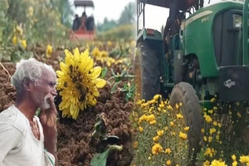 கருகிய சாமந்தி பூ ; டிராக்டர் வைத்து அழித்த பரிதாபம் - கண்ணீர் விட்டு கதறிய விவசாயி