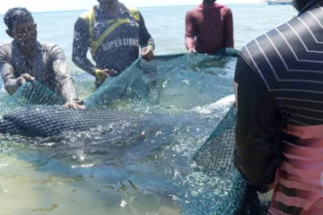 யாழ் கடல்பகுதியில் வலையில் சிக்கிய டொல்பின்கள்! மீனவர்களுக்கு குவியும் பாராட்டுகள்