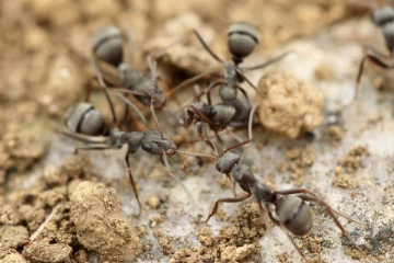 ஏன் எறும்புகள் வரிசையாக செல்கின்றன?